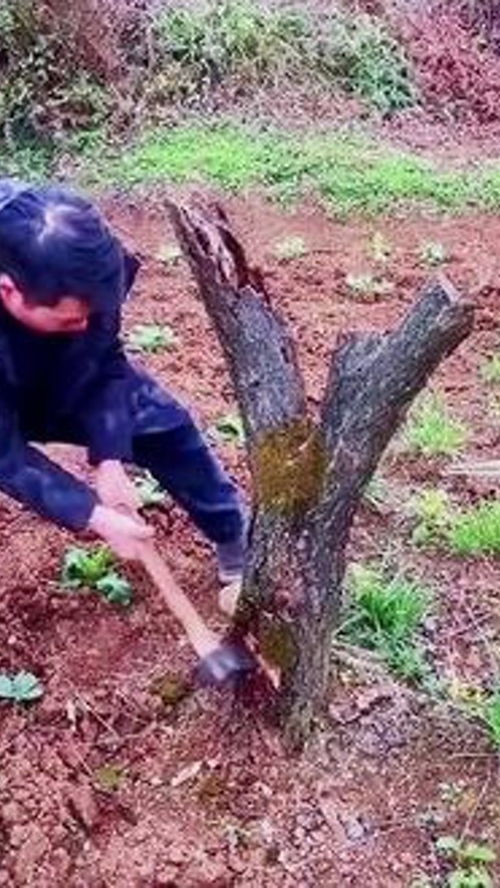 木工鋸 匠心之作的實(shí)用好物分享
